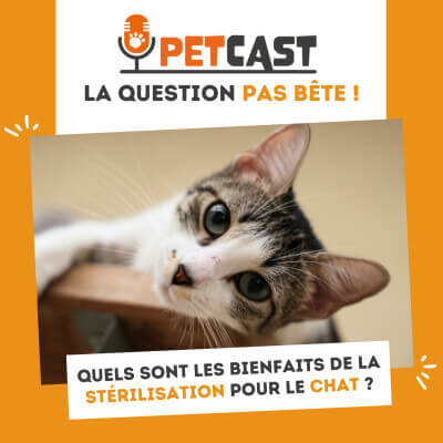 Visuel du Podcast : Quels sont les bienfaits de la stérilisation pour le chat ?