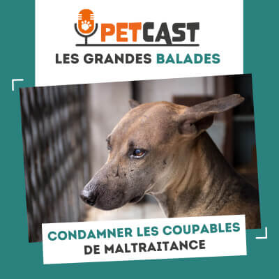 Visuel du Podcast : Condamner les coupables de maltraitance