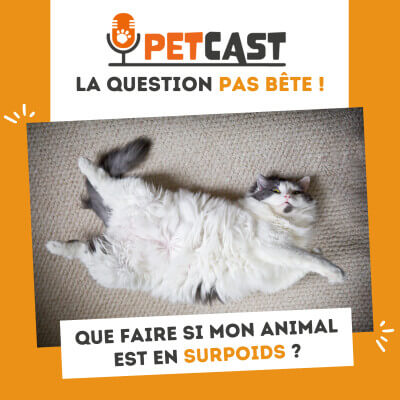 Visuel du Podcast : Que faire si mon animal est en surpoids ?