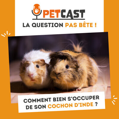 Visuel du Podcast : Comment bien s’occuper de son cochon d’Inde ?