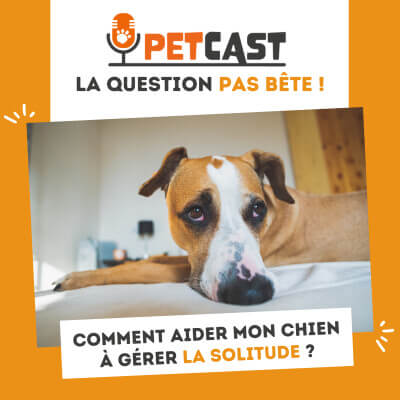 Visuel du Podcast : Comment aider mon chien à gérer la solitude ?