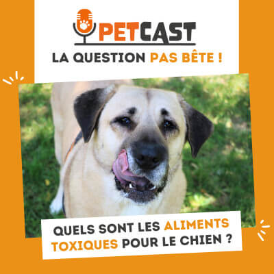 Visuel du Podcast : Quels sont les aliments toxiques pour le chien ?