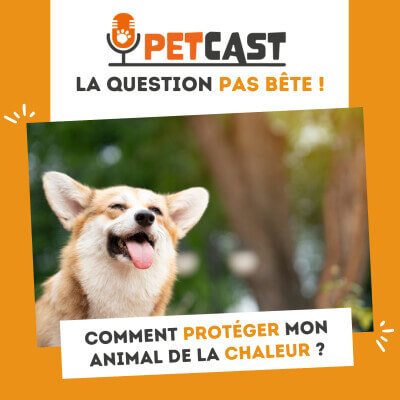 Visuel du Podcast : Comment proteger son animal de la chaleur ?