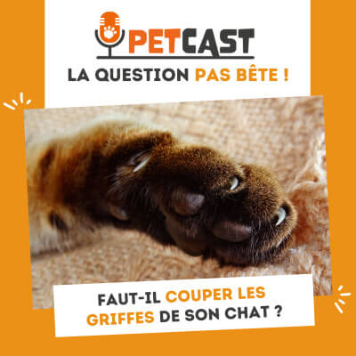 Visuel du Podcast : Faut-il couper les griffes de son chat ?