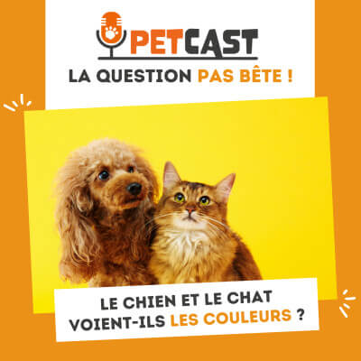 Visuel du Podcast : Le chien et le chat voient-ils les couleurs ?