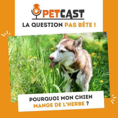 Visuel du Podcast : Pourquoi mon chien mange de l'herbe ?