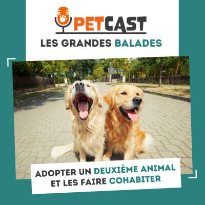 Visuel du Podcast : Comment préparer l'arrivée d'un enfant dans un foyer avec un animal ?