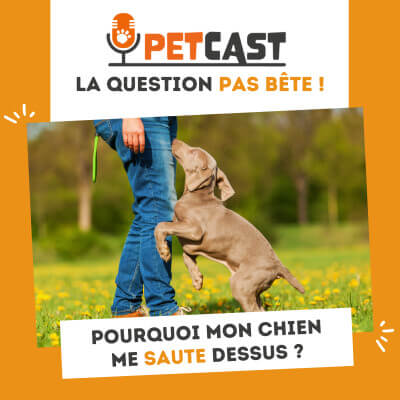 Visuel du Podcast : Pourquoi mon chien me saute dessus ? 