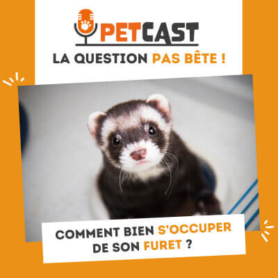 Visuel du Podcast : Comment bien s'occuper de son furet ?