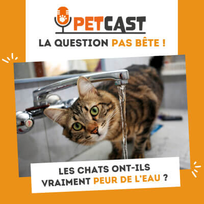 Visuel du Podcast : Les chats ont-ils vraiment peur de l'eau ?