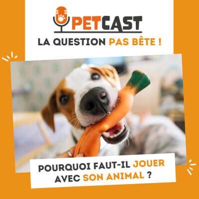 Visuel du Podcast : Pourquoi faut-il jouer avec son animal ?