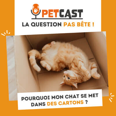 Visuel du Podcast : Pourquoi mon chat se met dans des cartons ?