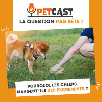 Visuel du Podcast : Pourquoi les chiens mangent-ils des excréments ?