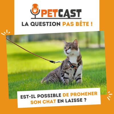 Visuel du Podcast : Est-il possible de promener son chat en laisse ?