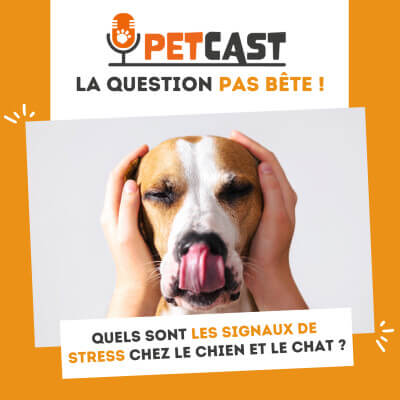 Visuel du Podcast : Quels sont les signaux de stress chez le chien et le chat ?