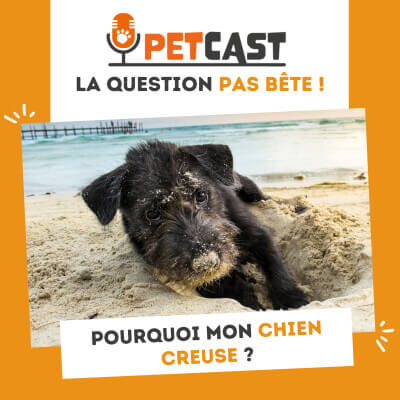 Visuel du Podcast : Pourquoi mon chien creuse ?
