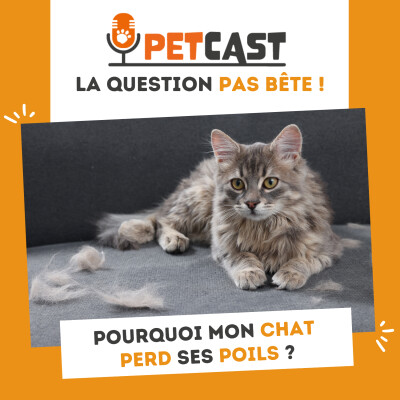 Visuel du Podcast : pourquoi mon chat perd ses poils ?