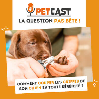 Visuel du Podcast : Comment couper les griffes de son chien en toute sérénité ?