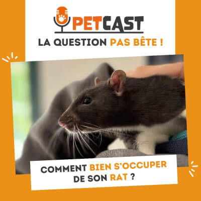 Visuel du Podcast : Faut-il mettre un manteau a son chien en hiver ?