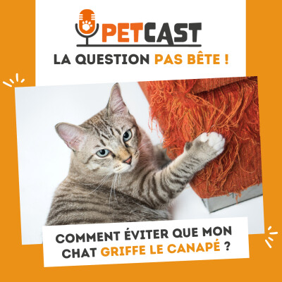 Visuel du Podcast : Mon chat griffe mon canapé : quelles astuces pour l'en empêcher ?