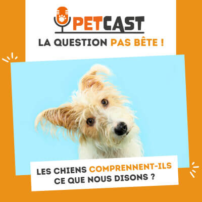 Visuel du Podcast : Les chiens comprennent-ils notre langage ?